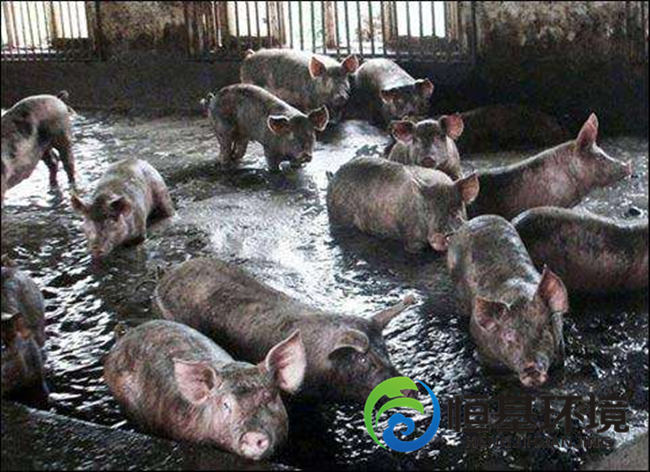 一體化養(yǎng)殖污水處理設備